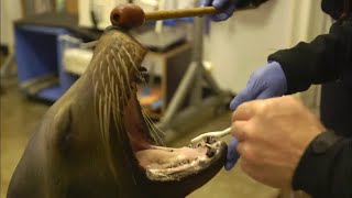 Documentaire Nausicaa, au coeur du plus grand aquarium de France