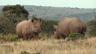 Rhinoceros noir de Namibie, leur dernier refuge sauvage
