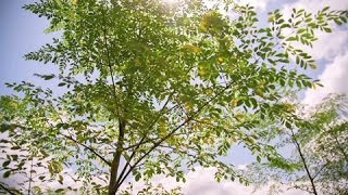 Documentaire Togo : le Moringa, l’arbre aux mille vertus