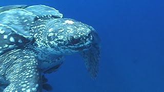 Trinité et Tobago : sauver les tortues