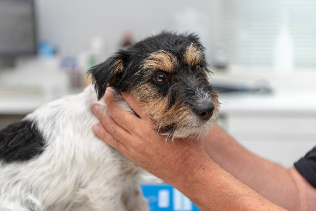Tout savoir sur l’ostéopathie pour animaux