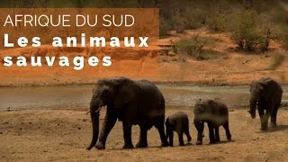 Afrique du Sud, du Kruger au Cap – les animaux sauvages