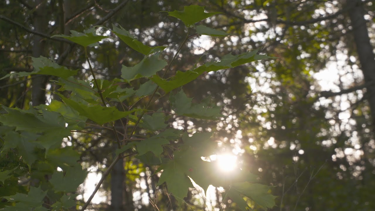 La forêt désenchantée