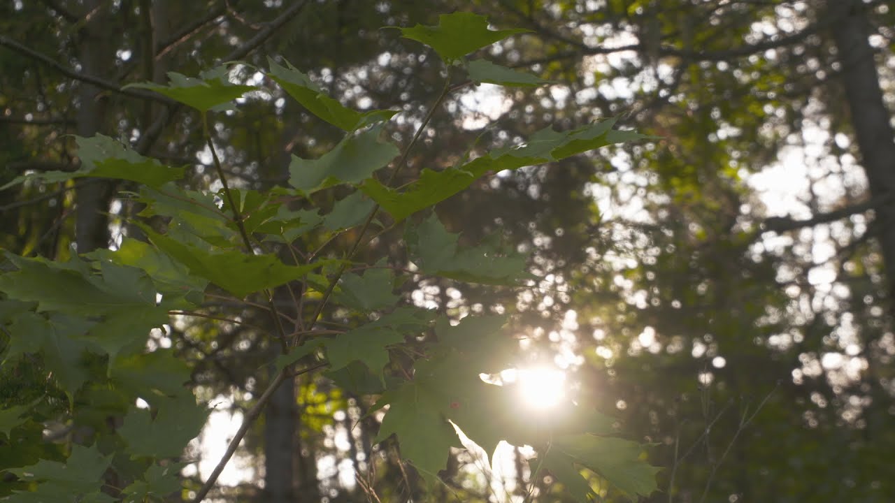 Documentaire La forêt désenchantée