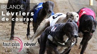 Irlande, l'île mystérieuse - dans l'univers des greyhounds