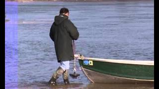La Saône et ses silures