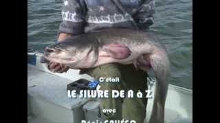 Le silure de A à Z