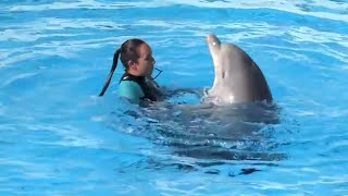 Documentaire Maman dauphin est enceinte