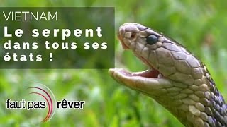 Documentaire Vietnam – le serpent dans tous ses états