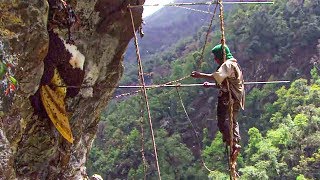Himalaya : face aux abeilles géantes !