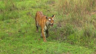Inde, au royaume des tigres sauvages