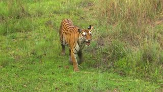 Documentaire Inde, au royaume des tigres sauvages