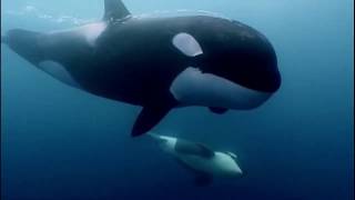 Documentaire L’art de vivre d’une baleine tueuse