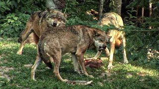 Documentaire Loup sans frontière