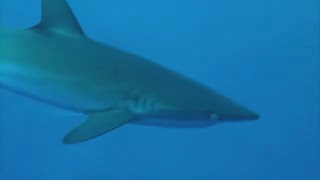 Documentaire Requins en danger !