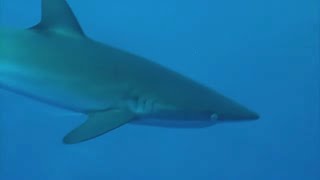 Requins en danger !