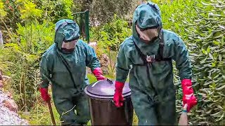 Guèpes et frelons asiatiques : la guerre est déclarée !