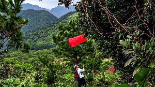 Documentaire Japon : la chasse aux papillons