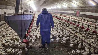 La vérité sur le poulet en batterie !