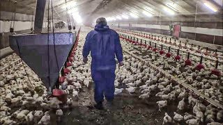 Documentaire La vérité sur le poulet en batterie !