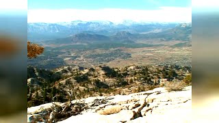 Le bezoar des monts taurus