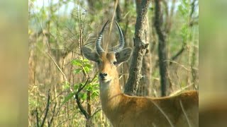 L’elan de derby ou l’antilope fantome du mayo oldiri