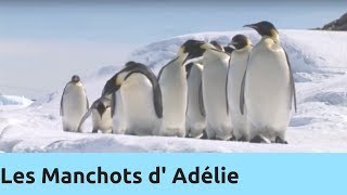 Les manchots d’Adélie