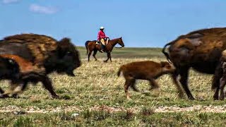 Les bisons sont de retours !