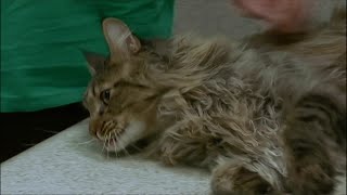 Urgences veto, ils font tout pour sauver nos animaux