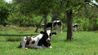 Documentaire Vacances à la ferme : le bonheur est-il toujours dans le pré ?