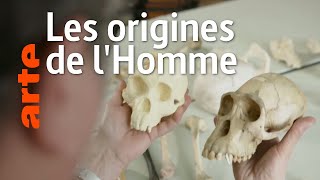 L'Europe, le berceau de l'humanité ?