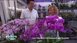 La folie des orchidées