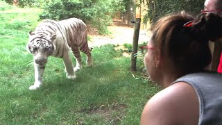 Le business des zoos
