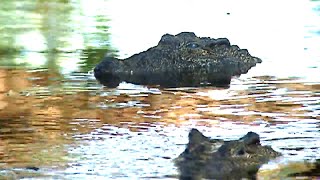 Documentaire Le crocodile des marais