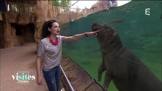 Les coulisses du zoo de Beauval