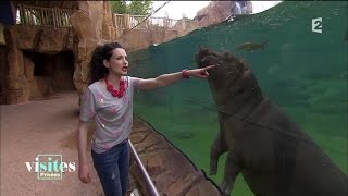 Documentaire Les coulisses du zoo de Beauval