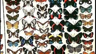 Les papillons pour l’art decoratif