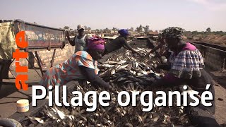 Sénégal : pilleurs des mers