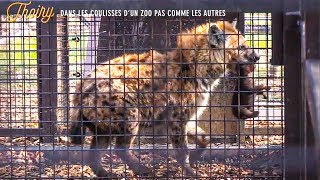 Thoiry : dans les coulisses d'un zoo pas comme les autres