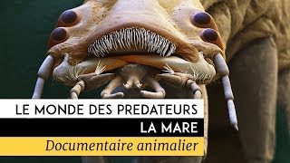 Documentaire Le monde des prédateurs – La Mare