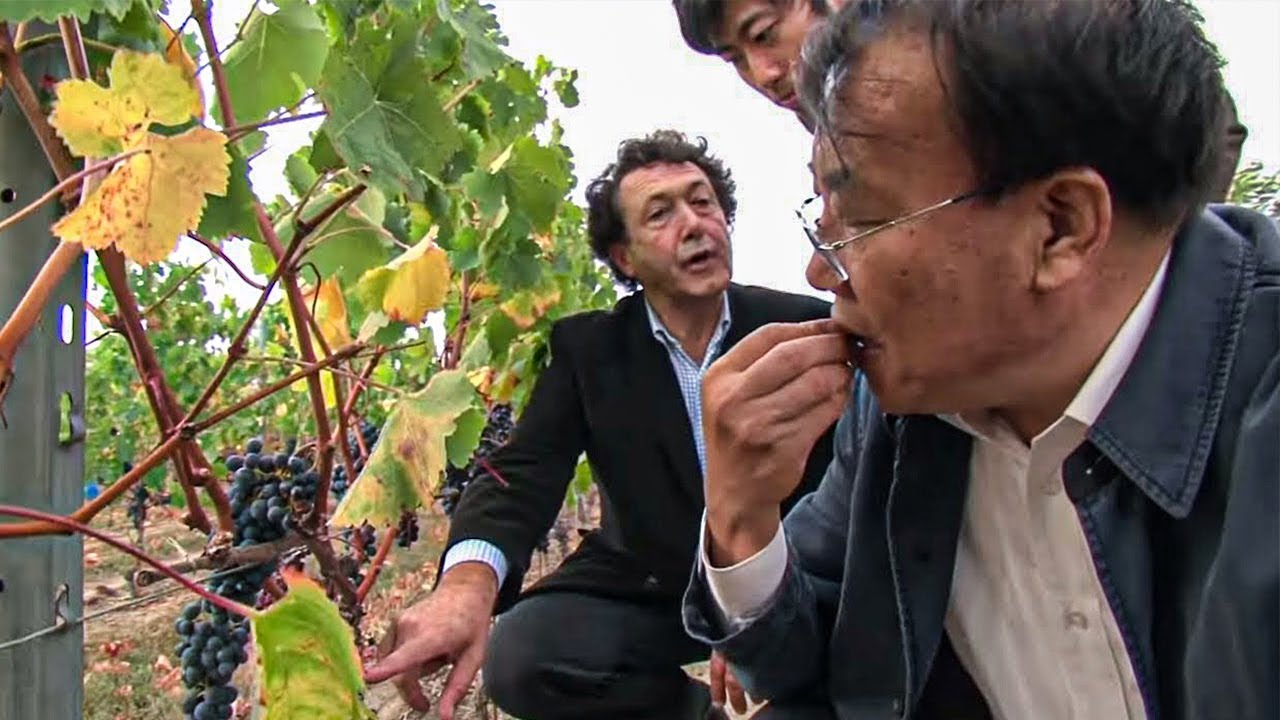 Documentaire Les chinois rachètent les vignobles français