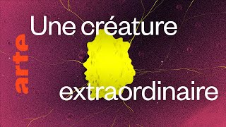Les infos clés sur le blob, un génie sans cerveau