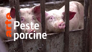 Les ravages de la peste porcine en Europe