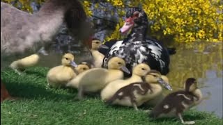 Tapage dans la basse-cour – La vie sauvage des animaux de la ferme