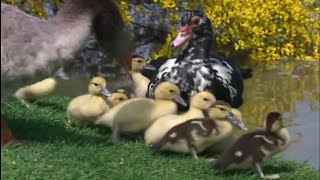 Documentaire Tapage dans la basse-cour – La vie sauvage des animaux de la ferme