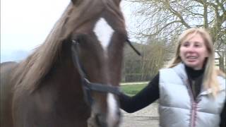 Viande de cheval, le grand boum