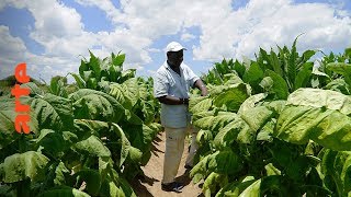 Zimbabwe : terres promises