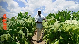 Documentaire Zimbabwe : terres promises