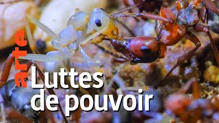 Documentaire Au royaume des fourmis | Episode 2 : Cohabitation à risque