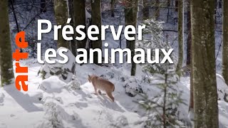 La faune sauvage : dérangée, chassée, tuée